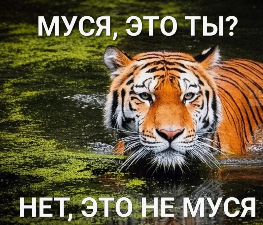 Самые популярные мемы в России с начала года   Аналитики подвели итоги первых пяти месяцев, и вот ка