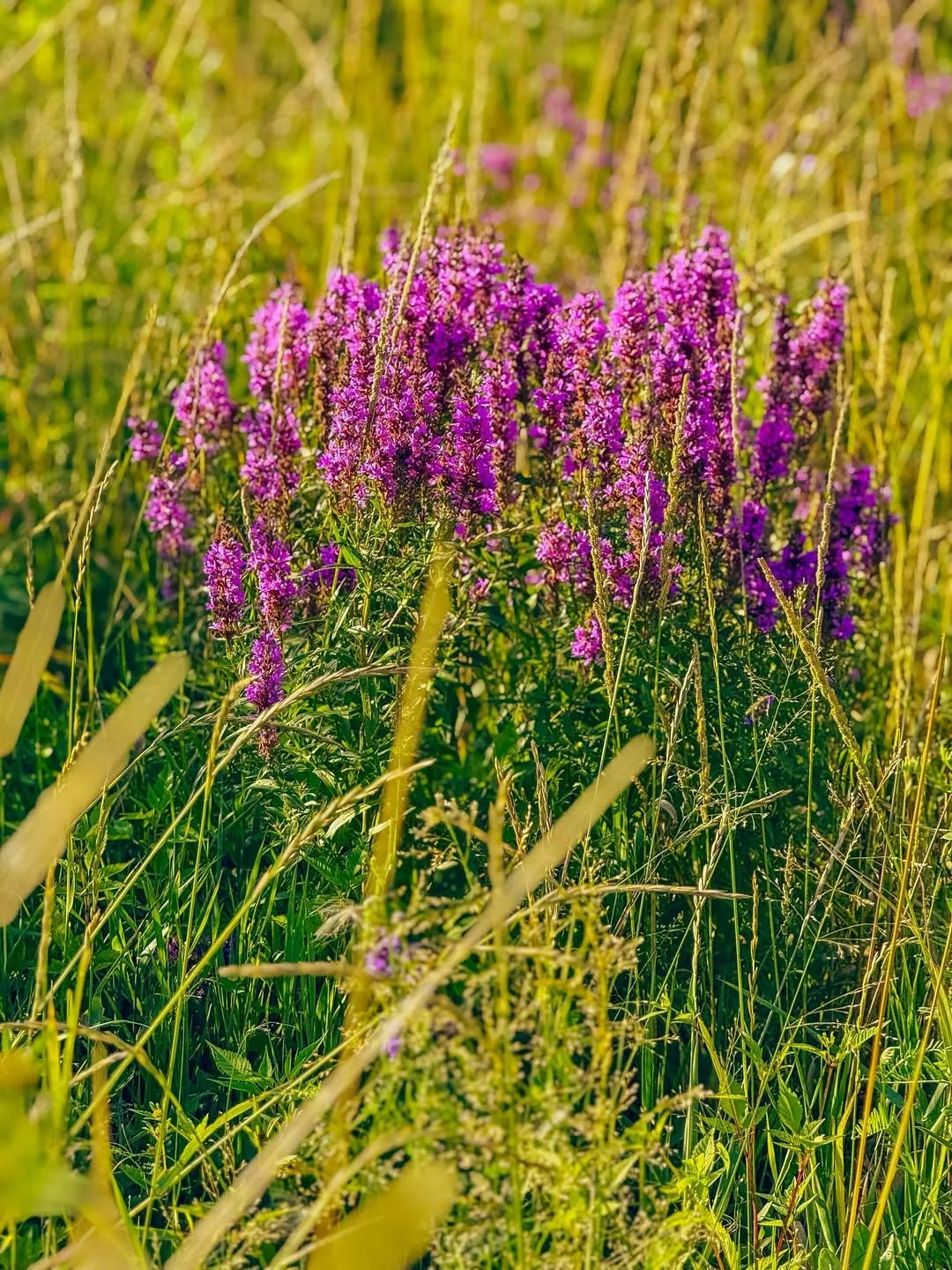Дофаминовая любовь🥰💐