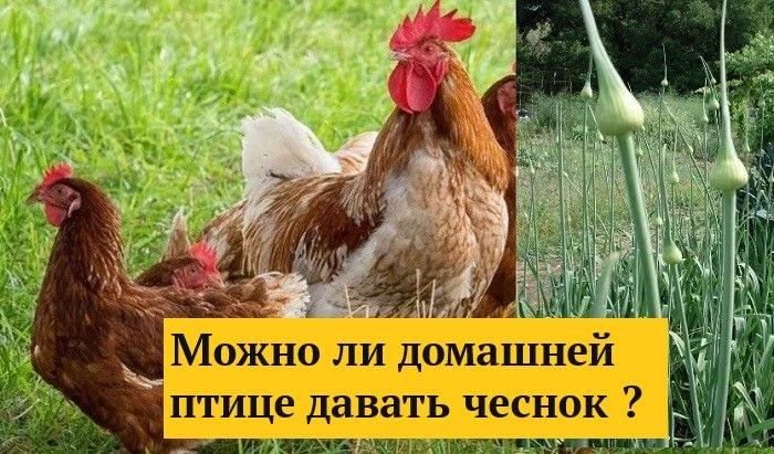 Чеснок курам, безусловно, рекомендуется – это одно из самых исследованных доступных рас...