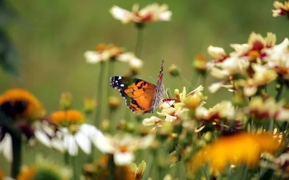 Теплое лето — время для особых жителей! 🦎🦋
 
☀Лето — лучший сезон для наблюдения за живой природой