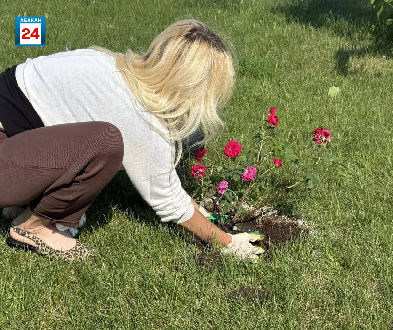 Канадские розы будут украшать столицу Хакасии 🌹

30 кустовых роз передали родные Николая Генрихович