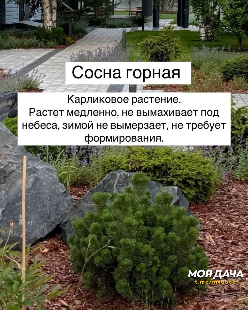 Топ-10 растений для сада без лишних хлопот 🔝

Не у всех есть время уделять много внимания каждому р