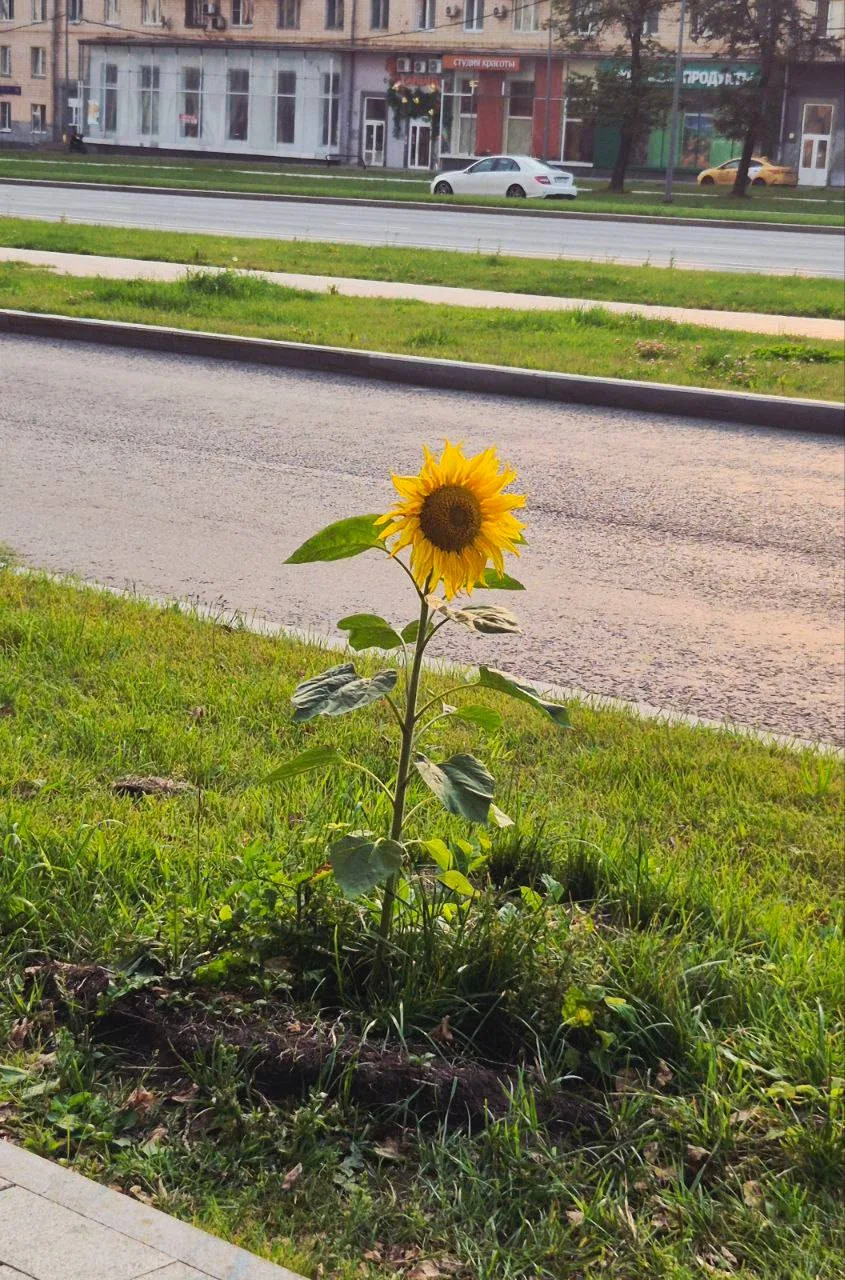 На Ленинском подсолнух доказал, что все возможно 🌻💪