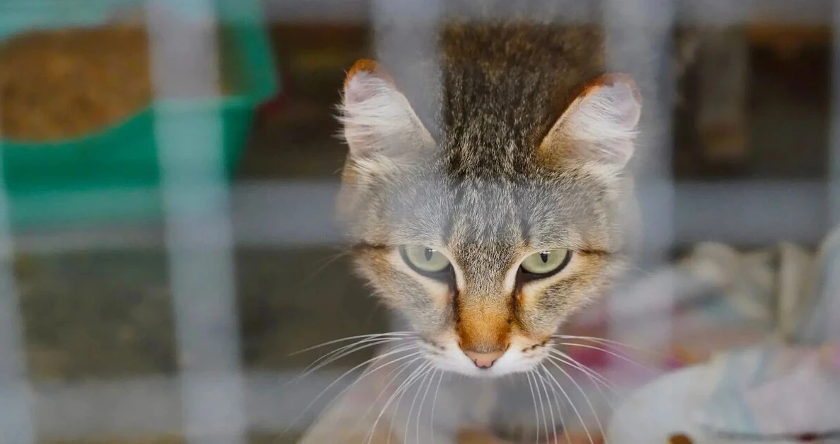 🐾 В эту субботу в Яр Сале можно будет познакомиться с обитателями приюта «Друг».