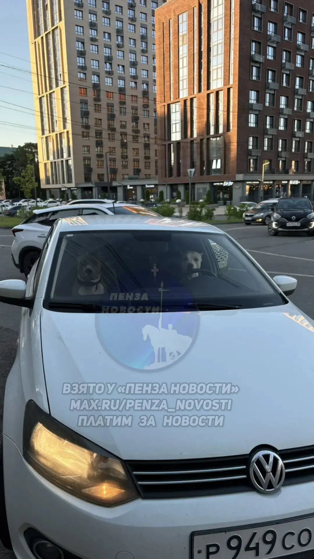 Два ушастых друга ждут своего любимого хозяина на Ставского у «Топ Диска» в Пензе