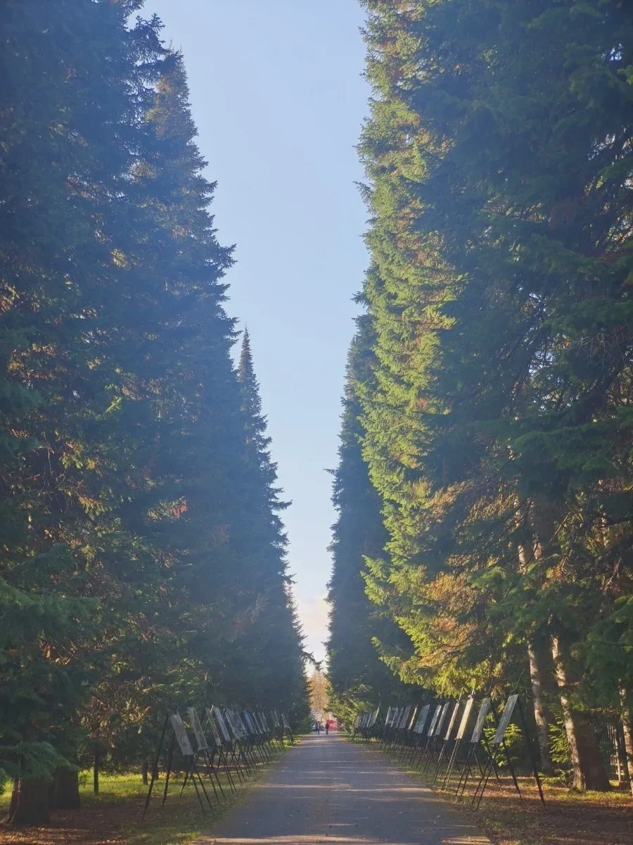 🌲 Выставка под открытым небом в Тобольске