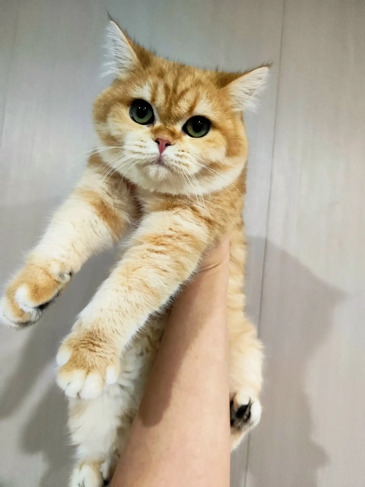 Отдам породистую , молодую, британскую кошечку , только в ответственные руки .
