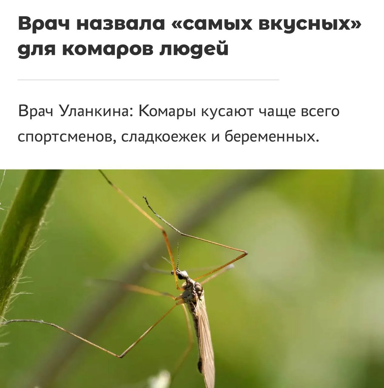 ❗️ Сладкоежки — мишень для комаров, предупреждают врачи. Насекомые реагируют на вещества, выделяемые