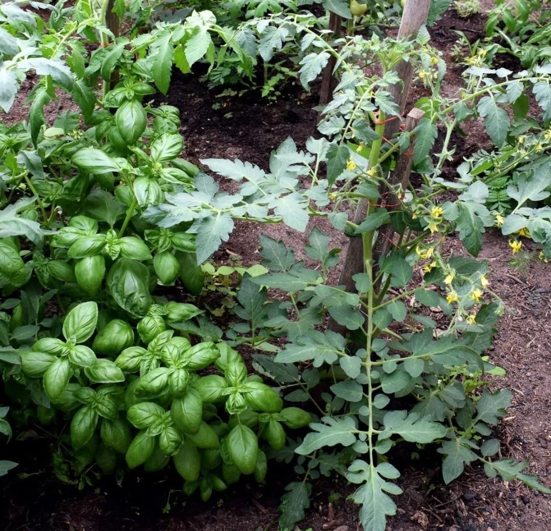 Влияние растений друг на друга 🌱

Некоторые культуры при совместной посадке помогают друг другу: за