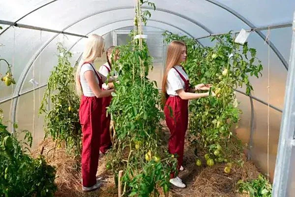 Агротехнические классы: будущее агропромышленного комплекса начинается со школы
Современное сельское