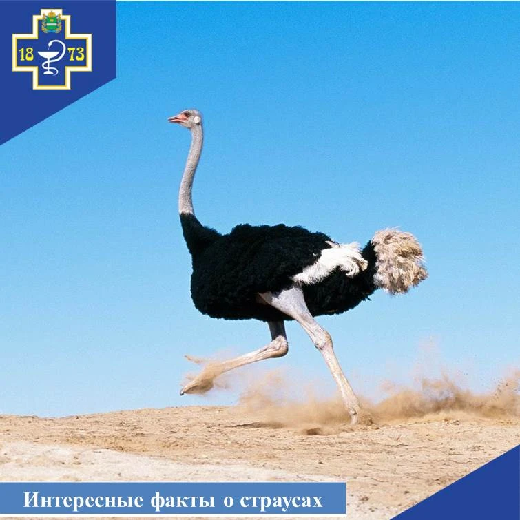 ❗️Интересные факты о страусах.