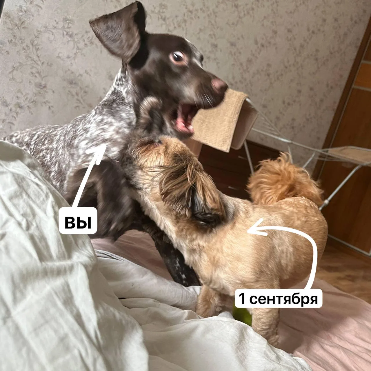 2 ДНЯ ДО...