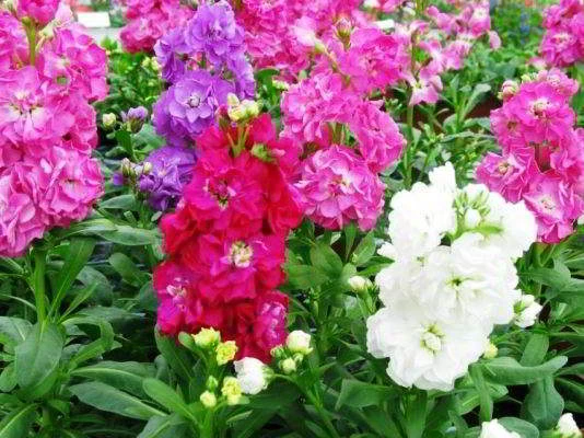 🌸 МАТТИОЛА — ЛЕВКОЙ: НАСТОЯЩЕЕ УКРАШЕНИЕ ВАШЕГО САДА 🌸