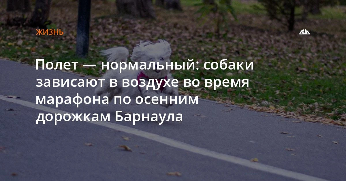 Собаки резвятся в парке «Изумрудный»