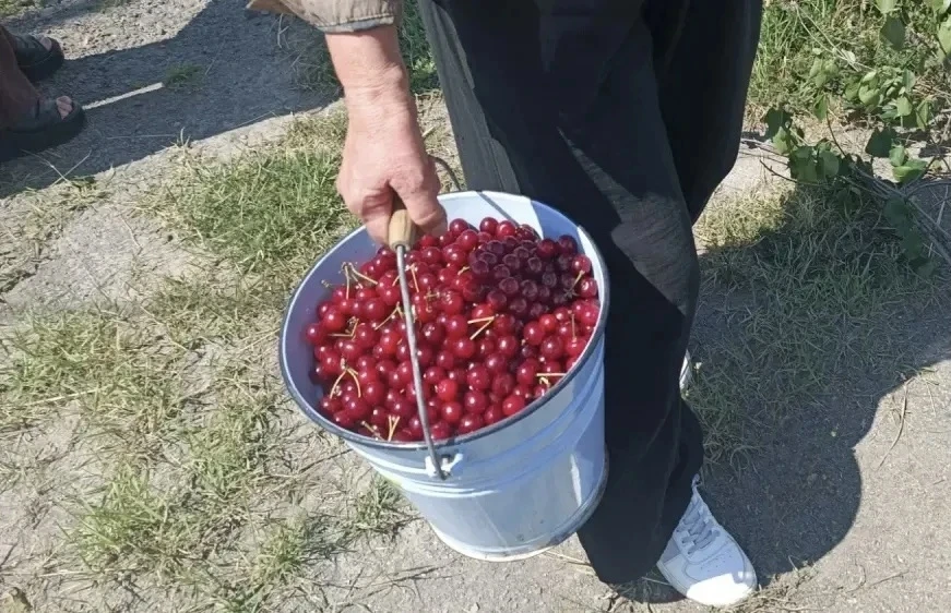 Акция «Вишневый сад добра»