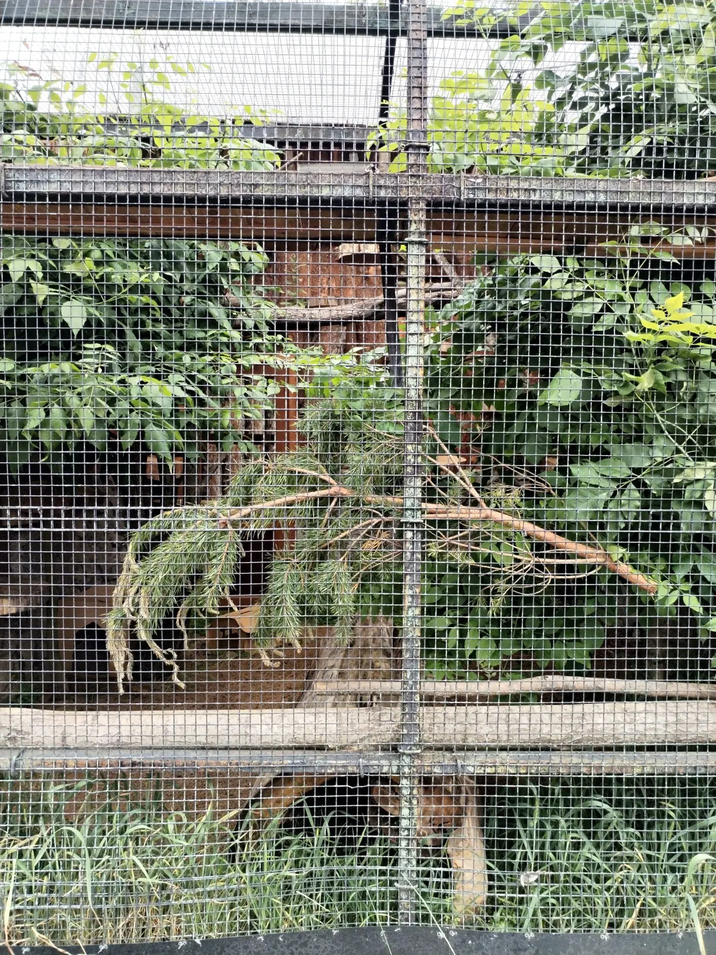 В вольерах Пепе и котят появилось ещё по одной еловой ветке🌲 В крайнем вольере слева - прямо на уро