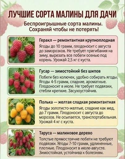 Для дачи лучше выбирать сорта малины, которые отличаются высокой урожайностью, зимостой...