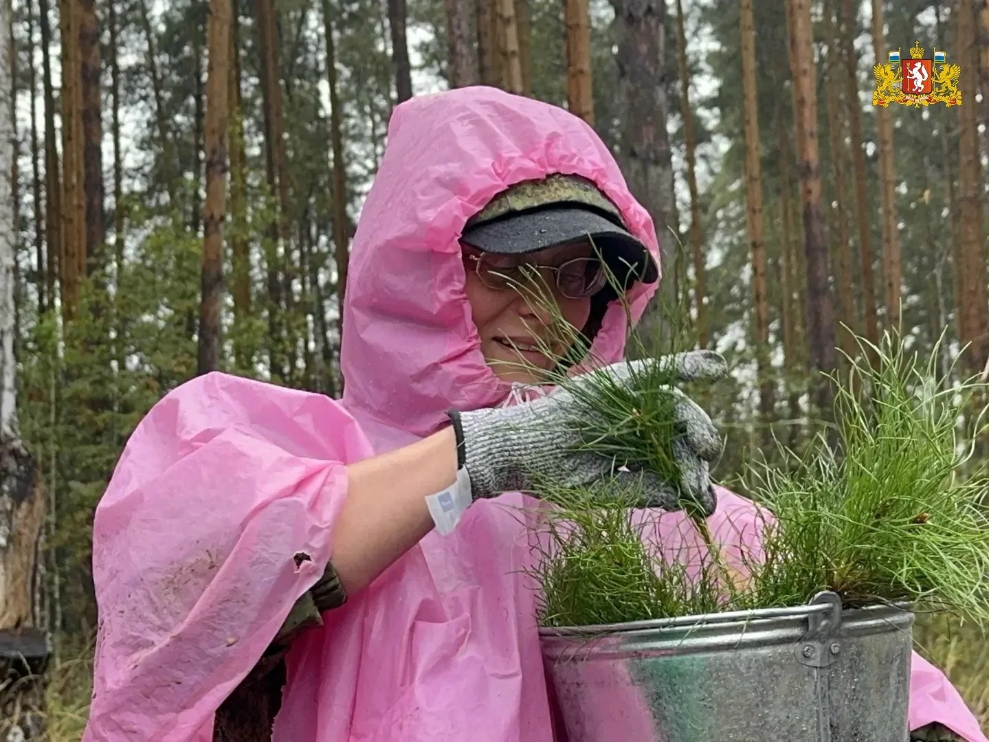 🌲 Более 168 тысяч деревьев высадили в Свердловской области благодаря акции «Сохраним л...