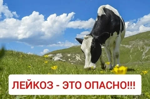 Лейкоз крупного рогатого скота – это хроническая инфекционная, медленно протекающая бол...