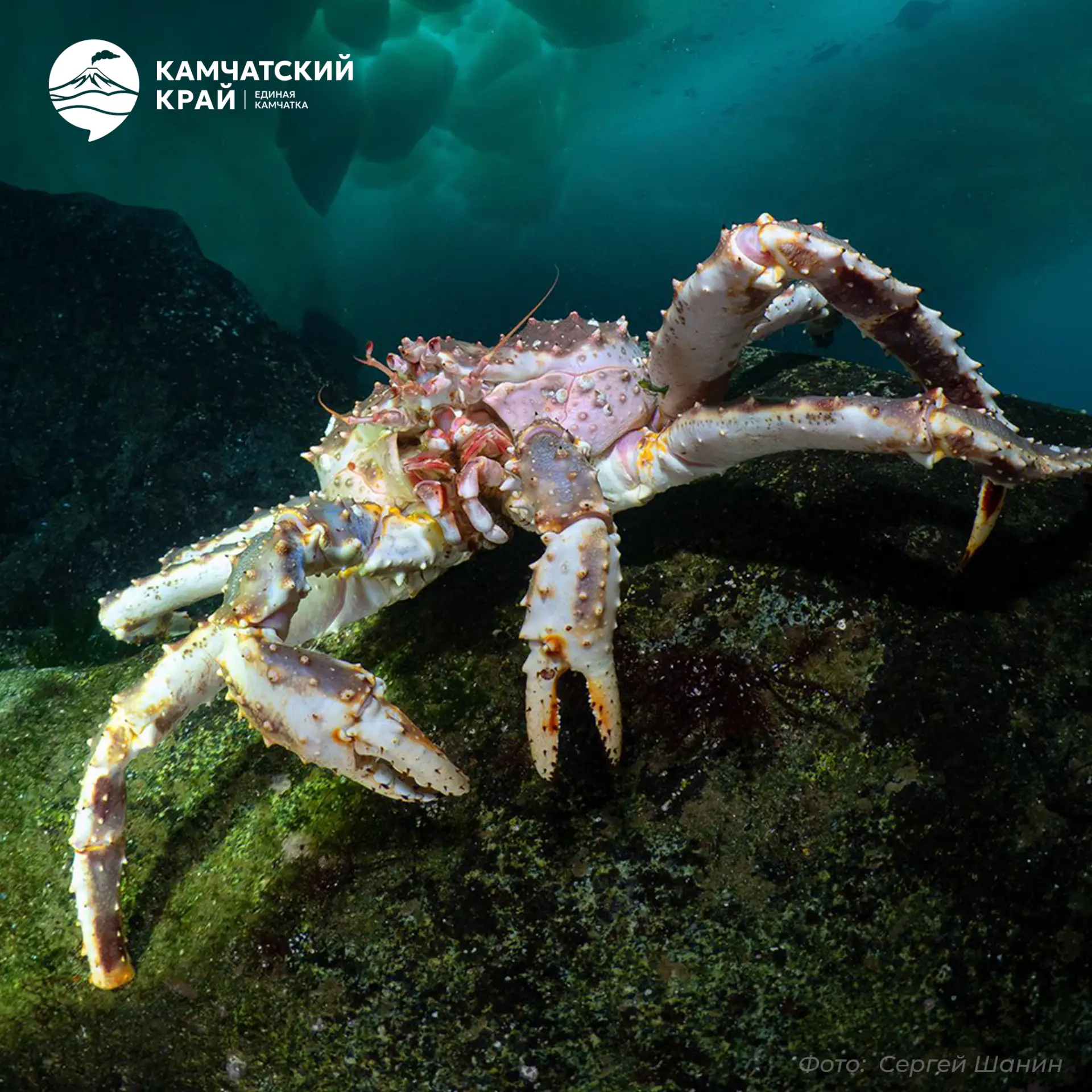 🦀 Камчатский краб — крупный рак с мощными клешнями и колючим панцирем — один из самых ...