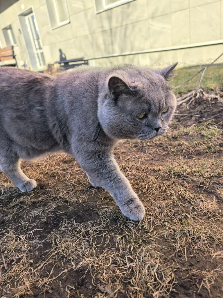 Ещё котов выгуливают. Из окна 1 этажа на поводке