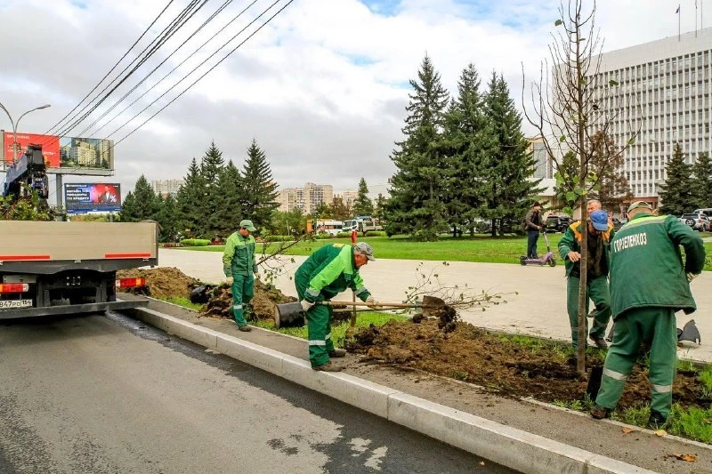 🌳 На улице Кирова появится новая липовая аллея