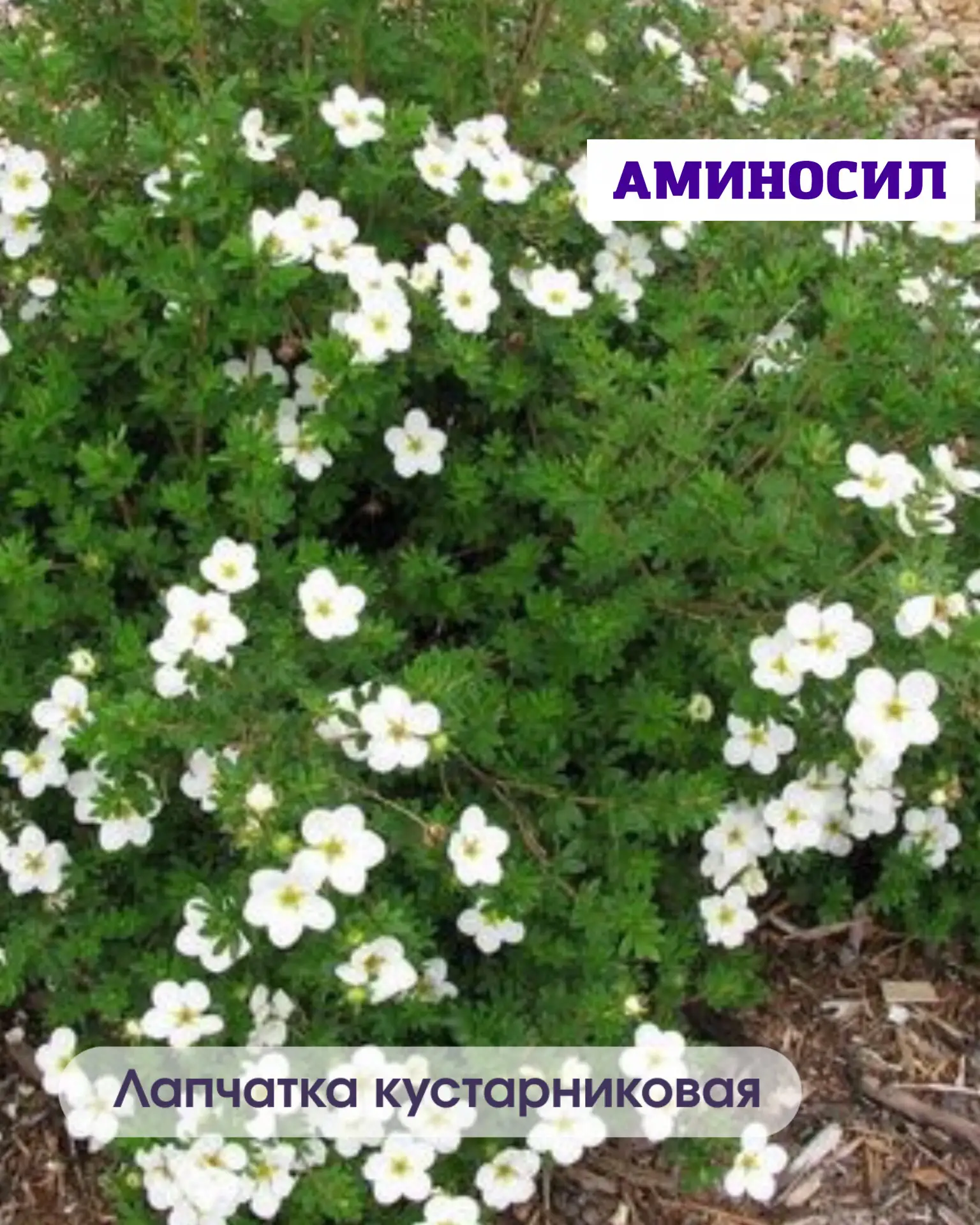 🌿 5 неприхотливых кустарников, которые мгновенно преобразят ваш сад  Хотите, чтобы участок выглядел 