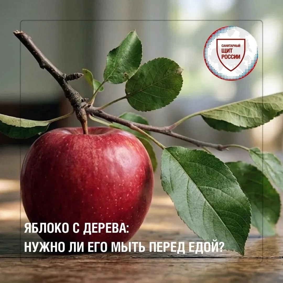 Яблоко🍎, сорванное прямо с ветки, кажется самым натуральным и безопасным перекусом. Но...