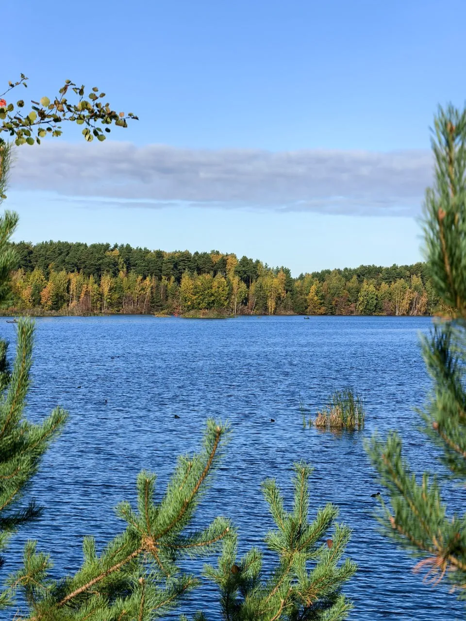🍃 Осень в Лосино-Петровском