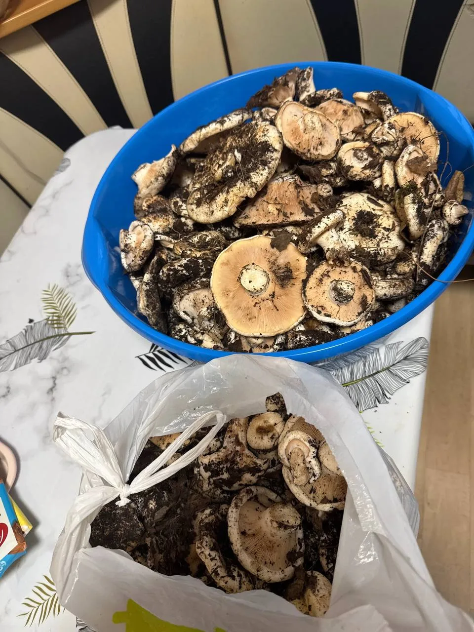 Кузбассовцы делятся добычей тихой охоты 🍄‍🟫