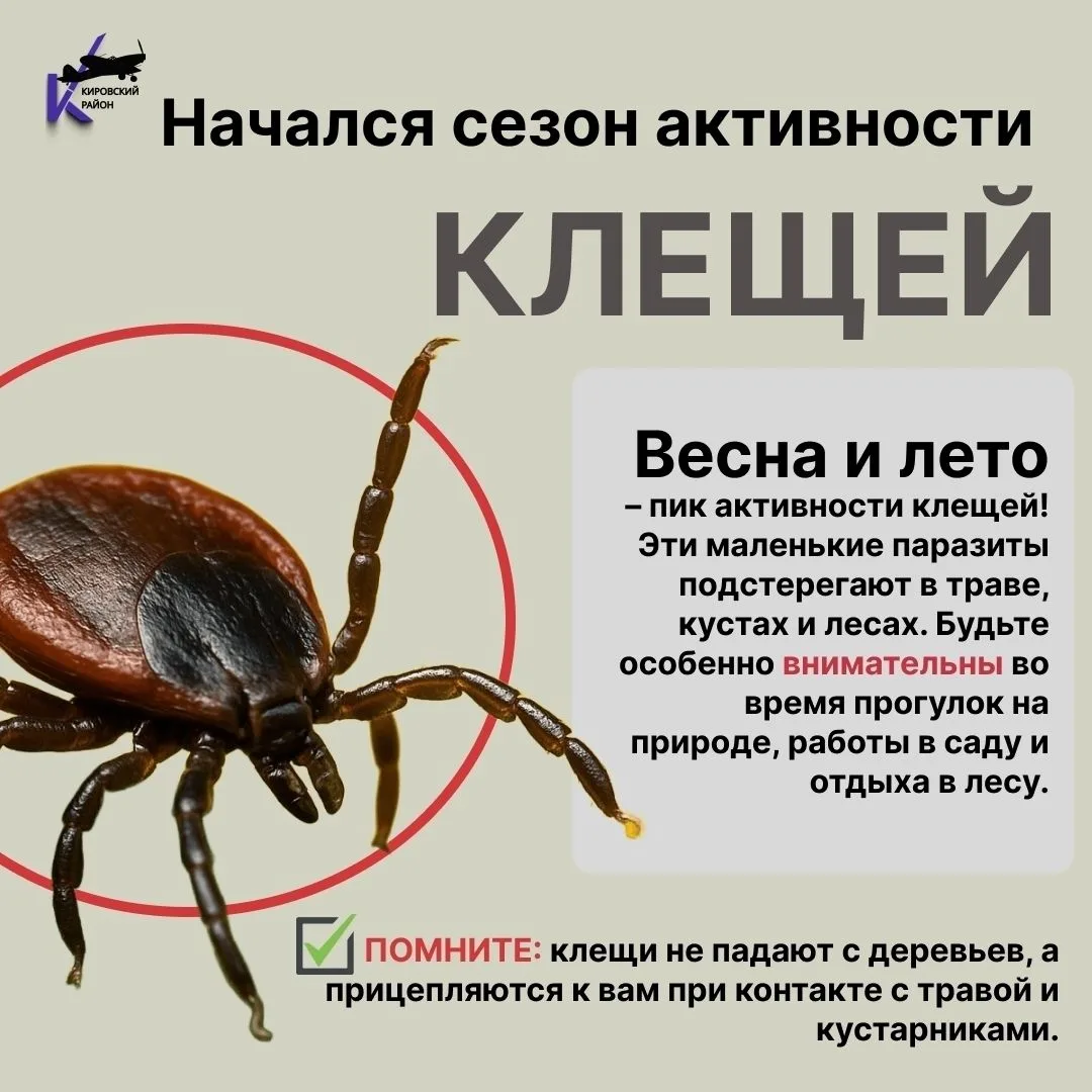 Внимание! Начался сезон клещей!