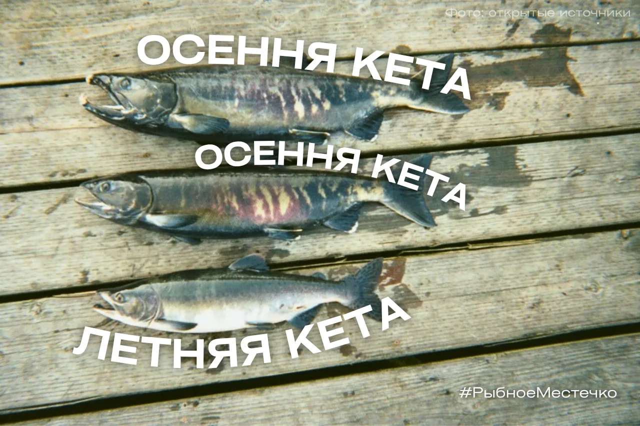 Летняя и осенняя кета — в чём разница? 🐟