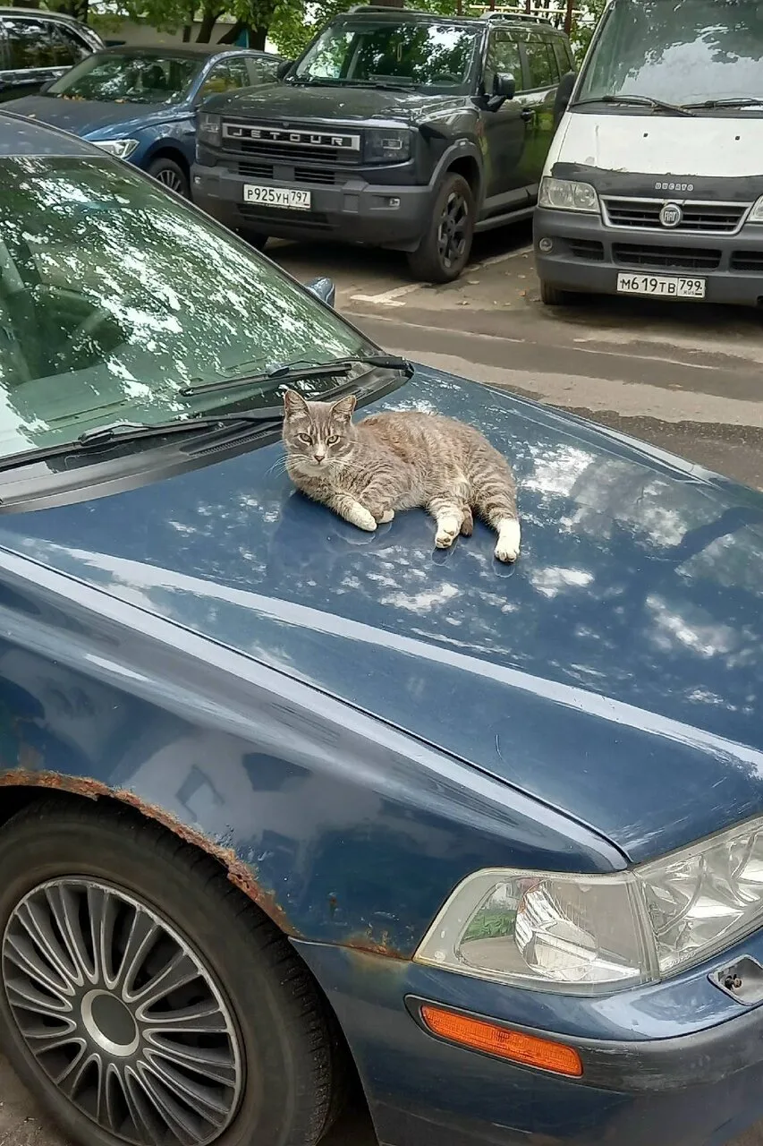 Вот такие котики живут у нас во дворе)