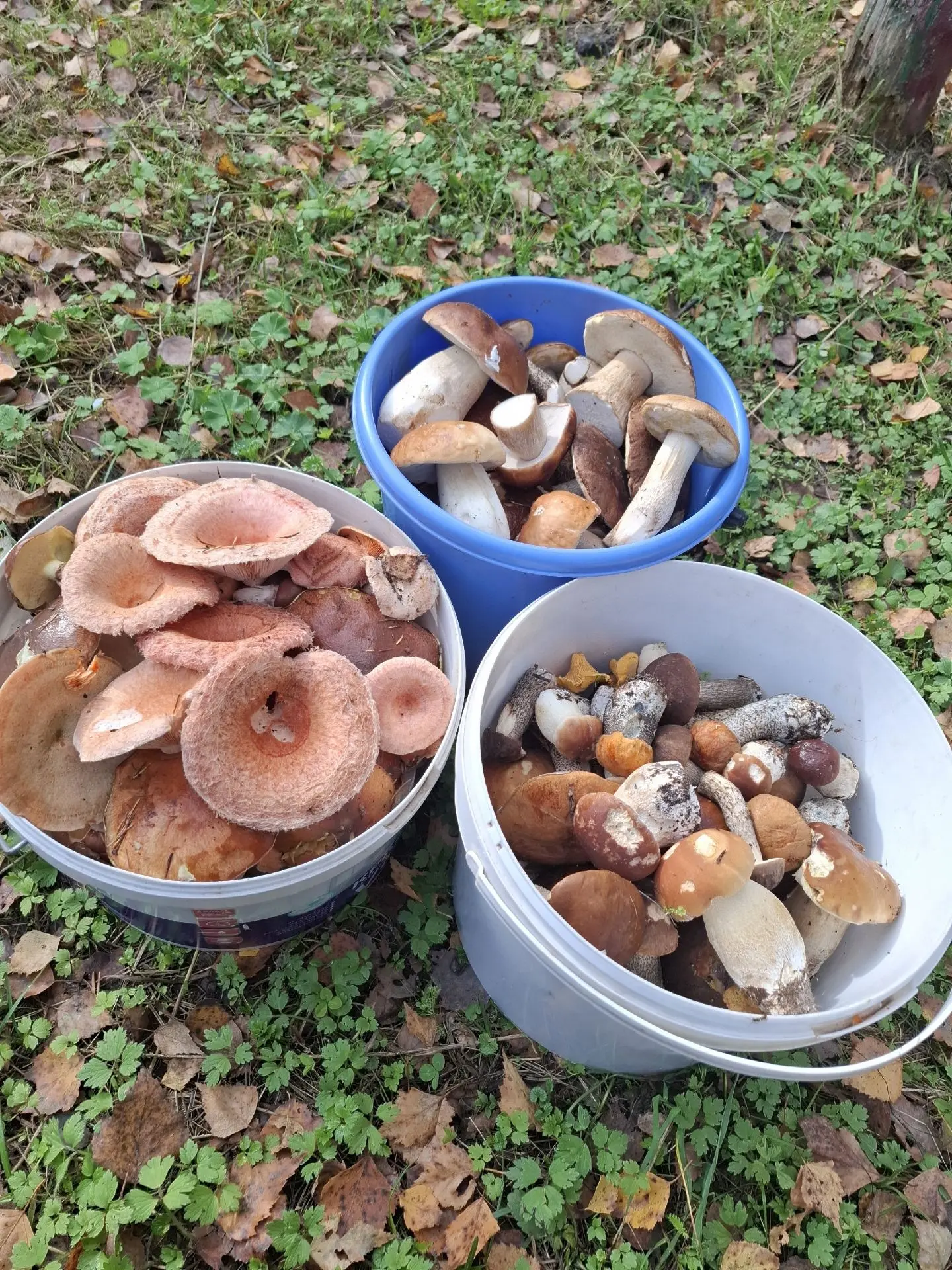 🌳🌲🍄‍🟫04.10.2026г.🍄‍🟫🌲🌳 Дятьковский район!
