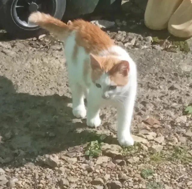 🐱Привет, я Егорка!