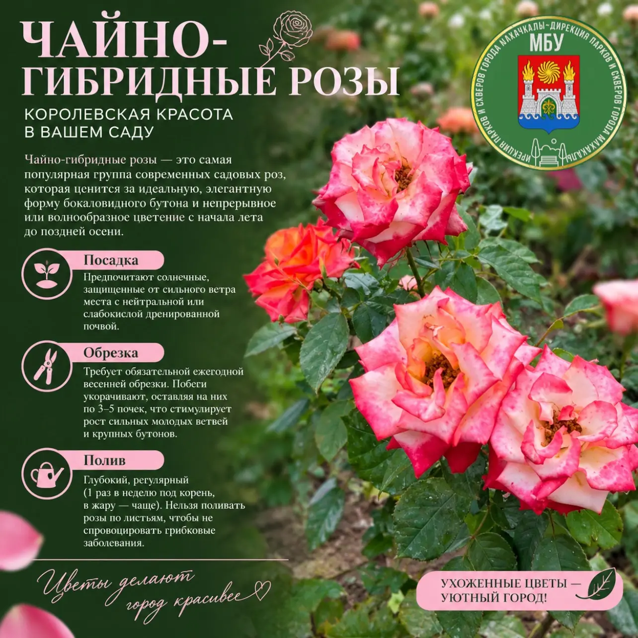 🌹 Чайно-гибридные розы