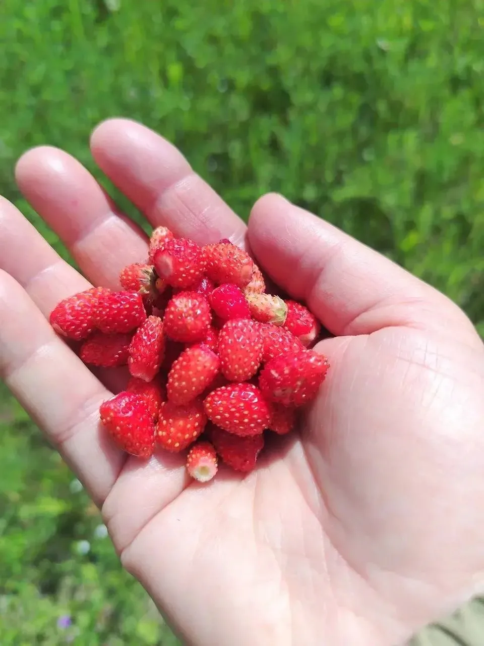 На Московском тракте люди уже ягодки собирают🍓
