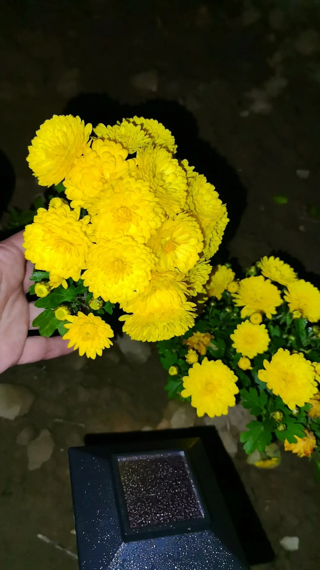 Вы смеялись надо мной, что я скупаю черенки на авито по сто рублей) а оно вон как бывае...