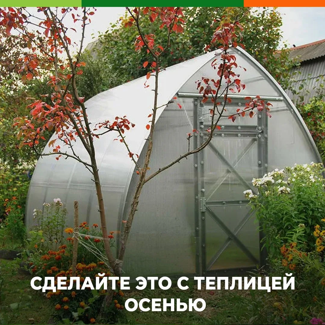 🏡 Теплица осенью: что сделать, чтобы весной не бороться с болезнями