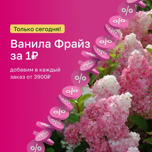 ⚡ ТОЛЬКО СЕГОДНЯ! Гортензия Ванила Фрайз всего за 1₽ к вашему заказу