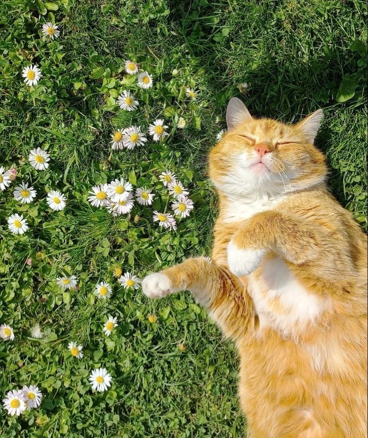 3 английские идиомы про весну, которые используют носители 🌷