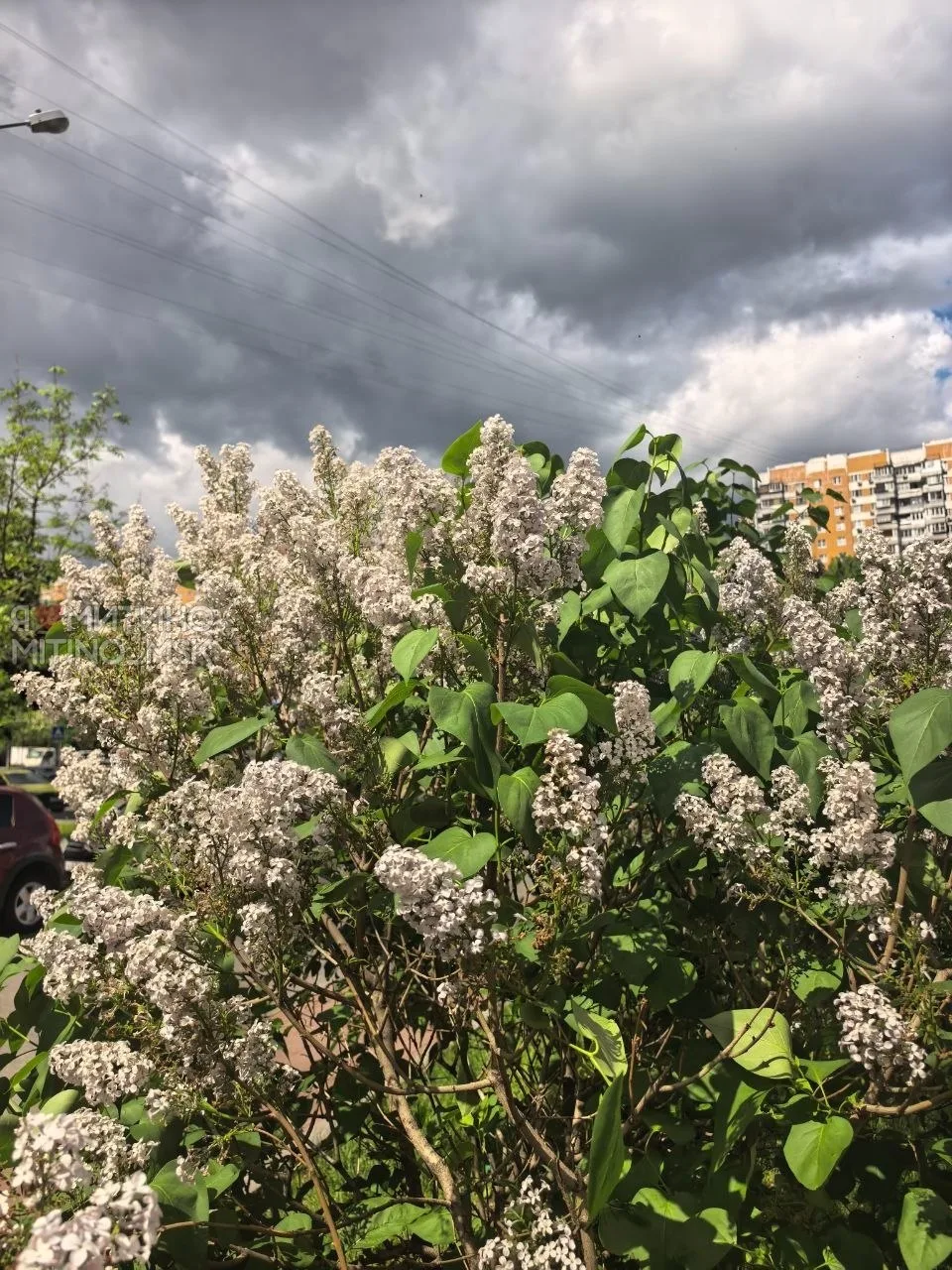 Природа стремится в лето!🌸🌼💮  ⛈Красота среди городской суеты в ожидании затяжных дождей (Дожди будут