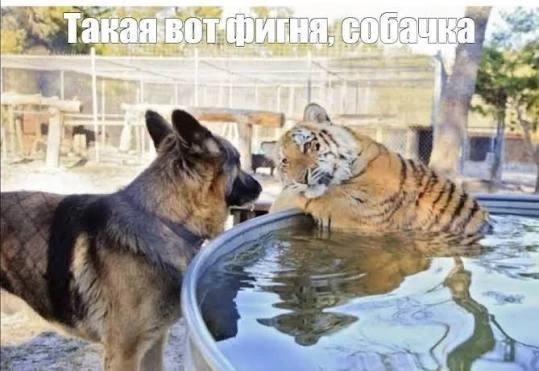 Теперь лето точно всё. Даже животные в зоопарке перешли на зимний режим