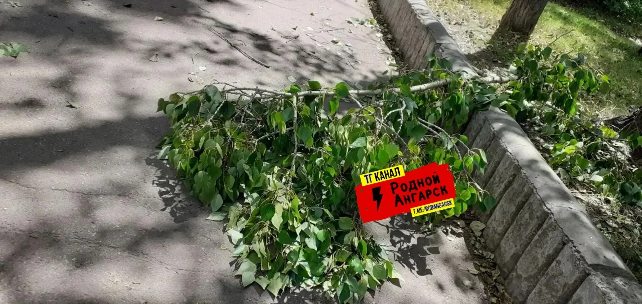 Здравствуйте! В районе 106 квартала, дом 7б  по ул. Карла Маркса на женщину упала ветка с тополя. Чт