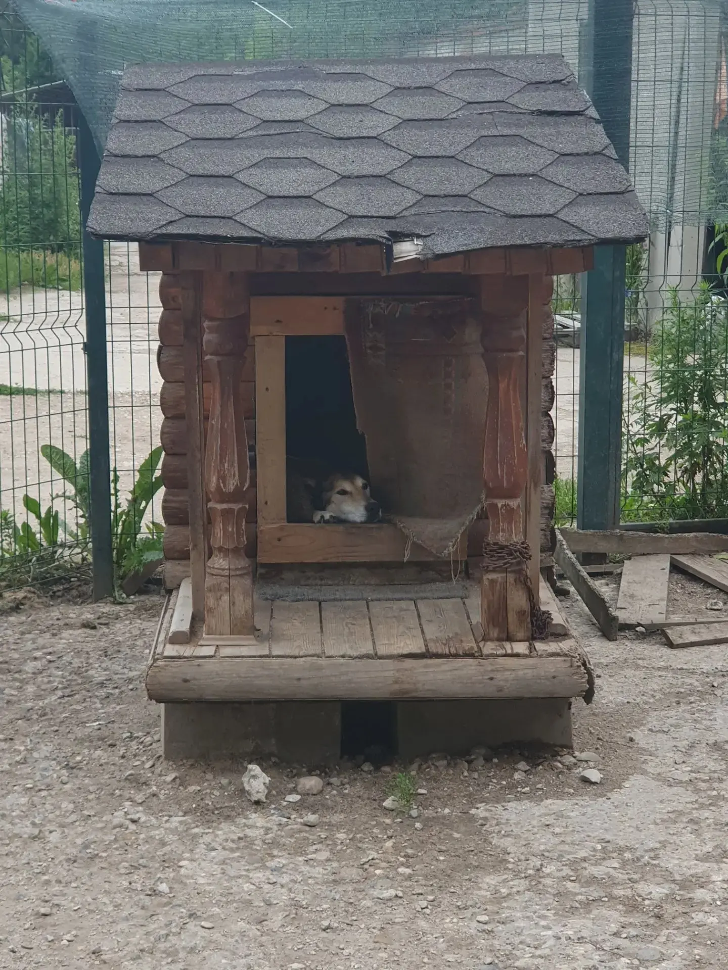 Изо всех сил гуляет  🥰