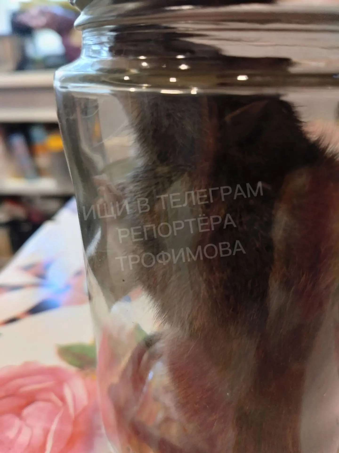 Изображение 1 к публикации «Андрей Трофимов»