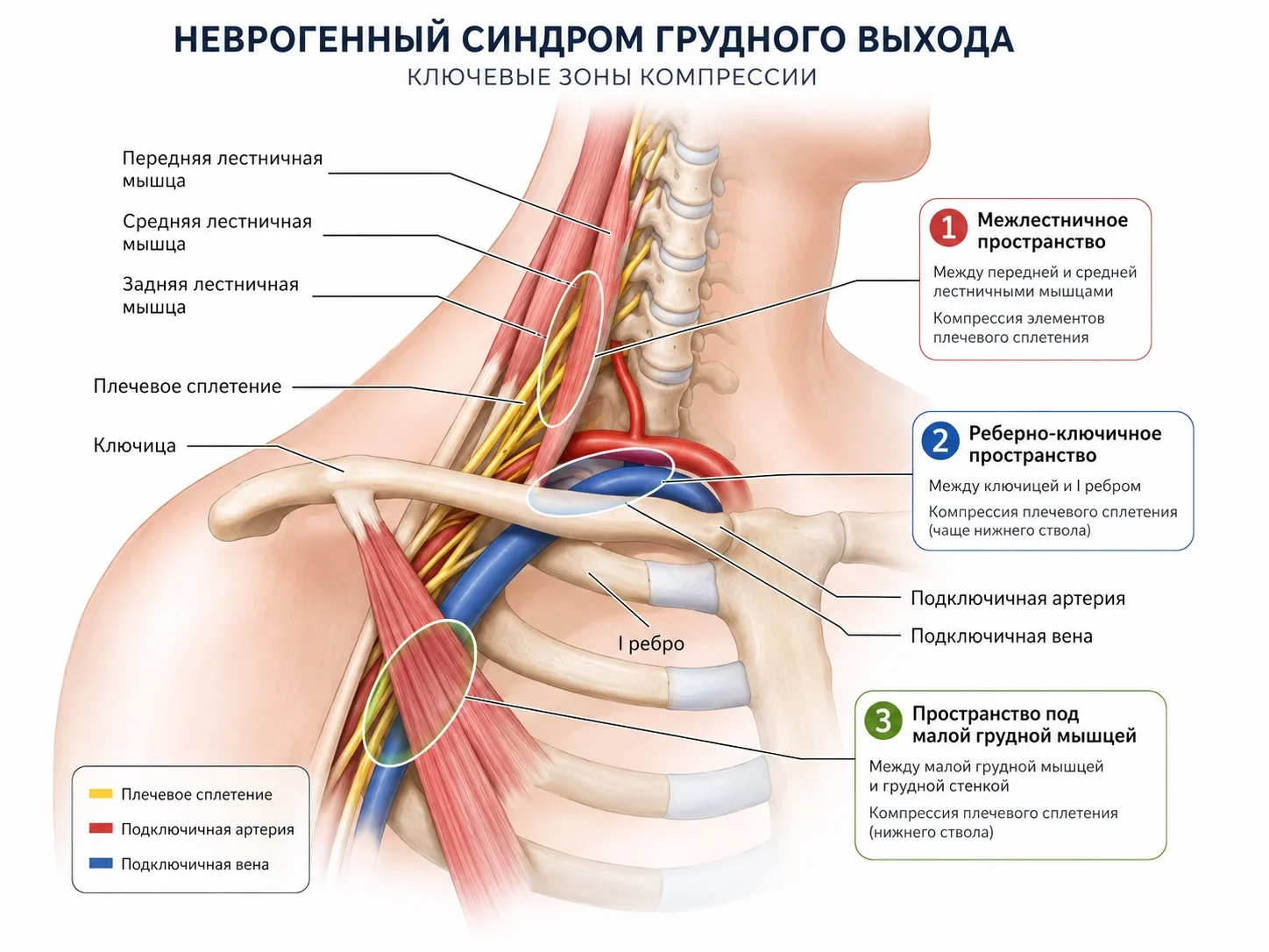 🔴Когда болит и немеет рука: почему причина может быть не в шее?