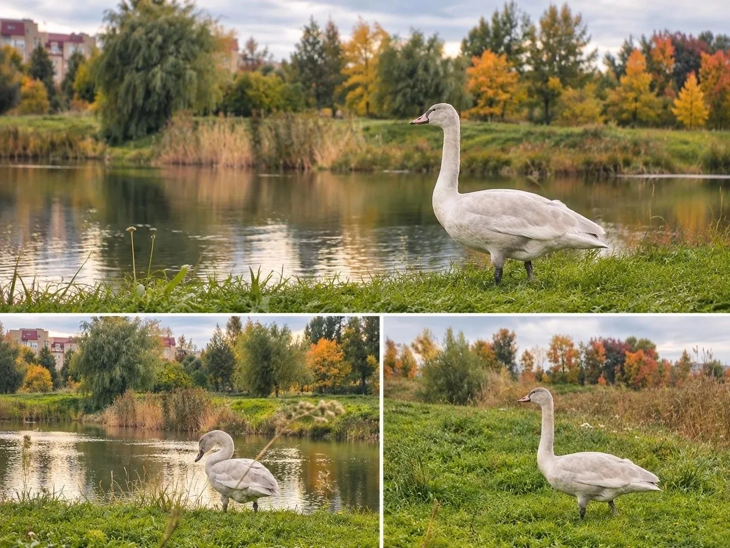 🦢 Пернатый ревизор заглянул в Буферный парк Пушкина
