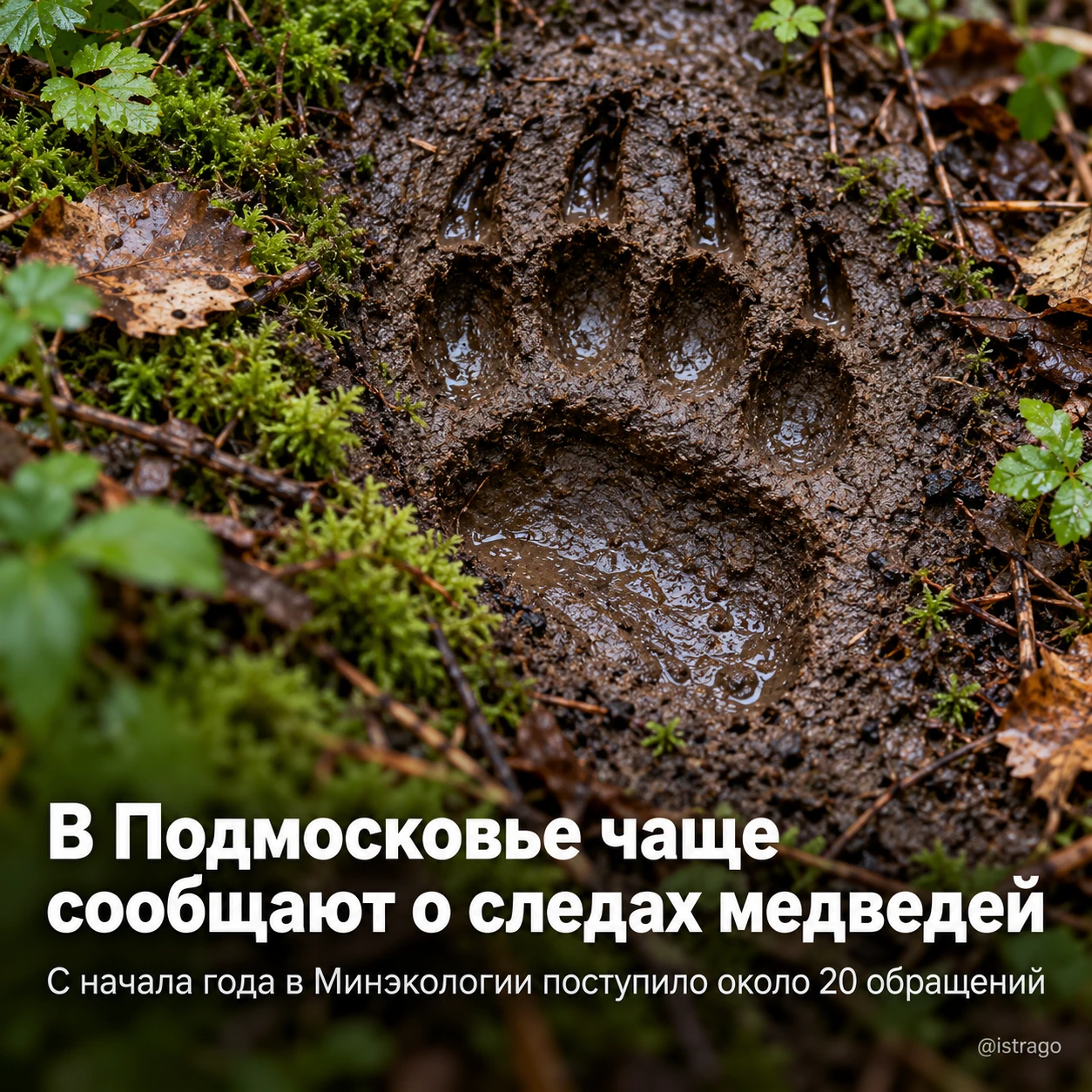 В Подмосковье чаще сообщают о следах медведей