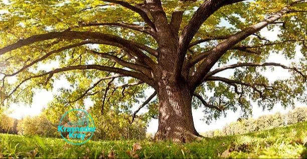 🌳 «А дровишки-то откуда?» В Белореченском районе мужчина спилил дубы на 2,3 млн рублей